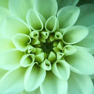 白色大丽花图片 白色大丽花图片