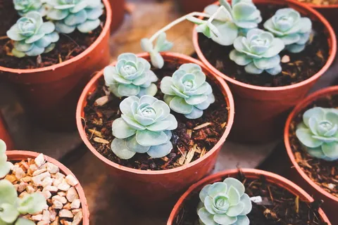 多肉绿植小盆栽图片 多肉绿植小盆栽图片