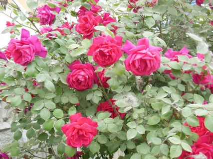 月季花图片下载 月季花图片下载