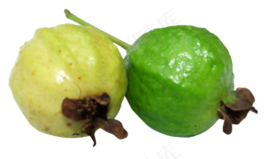 番石榴免抠素材 (24)