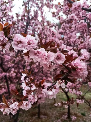 粉红色桃花桃树春天