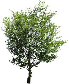 高清树木素材 免抠PSD植物素材 美术绘画园林贴图 树草灌木花草 高清树木素材 免抠PSD植物素材 美术绘画园林贴图 树草灌木花草