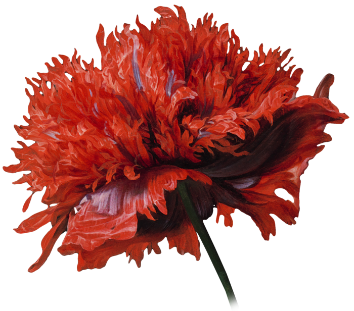 复古油画质感宫廷花卉植物花朵鲜花拼贴图案PNG免抠图片设计素材