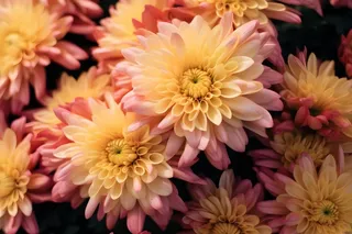 菊花光照摄影图