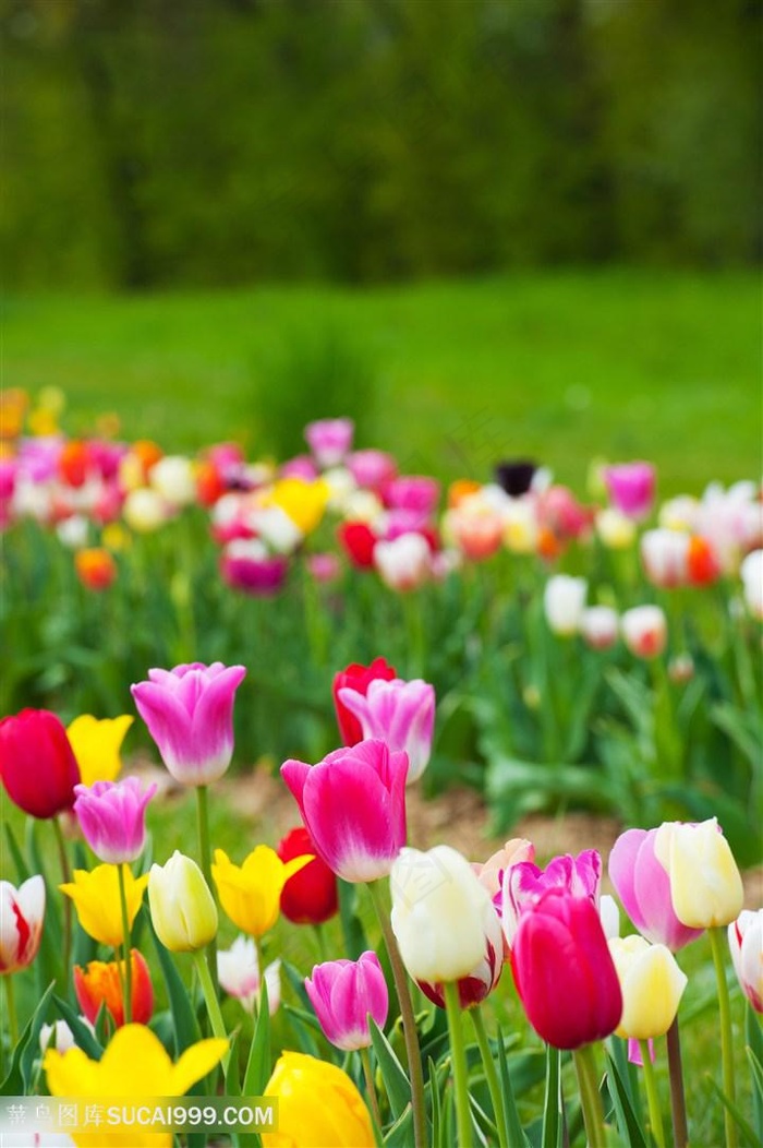 高清五颜六色郁金香花园鲜花图片