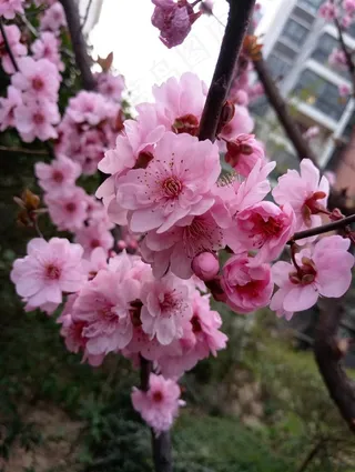 盛开的红色桃花