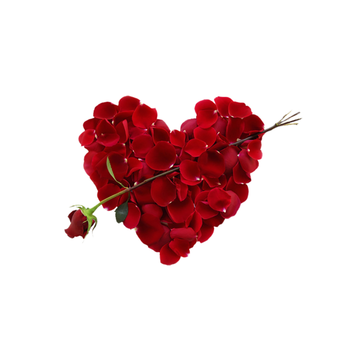 玫瑰花穿心情人节