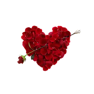 玫瑰花穿心情人节