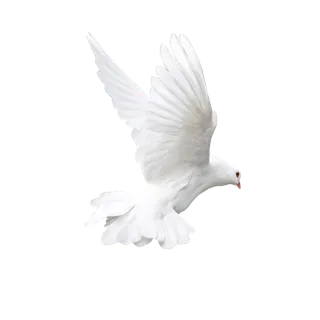 和平鸽免扣 和平鸽免扣