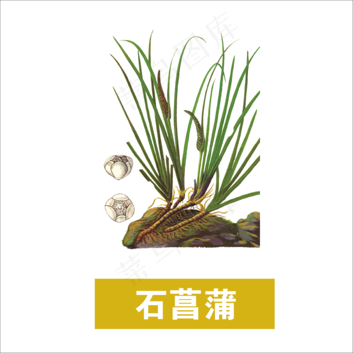 手绘草本中药石菖蒲