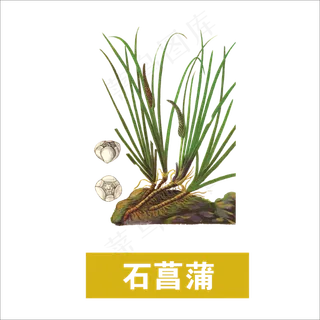 手绘草本中药石菖蒲 手绘草本中药石菖蒲