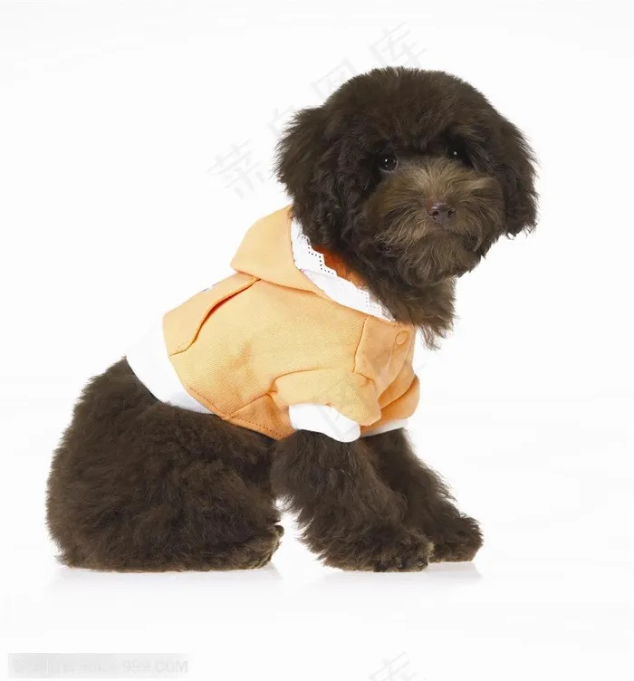迷你犬-棕色的泰迪侧面