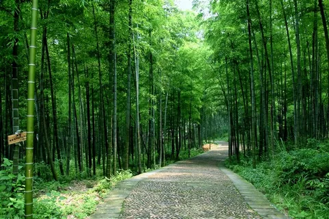 竹子小巷风景 竹子小巷风景