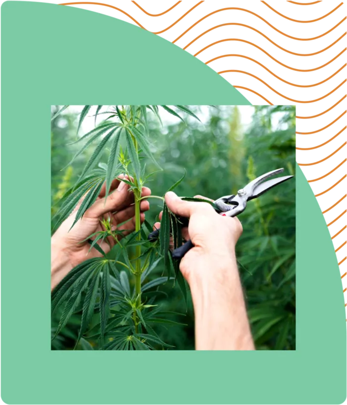 种植树木素材现代农业