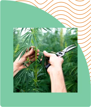 种植树木素材现代农业