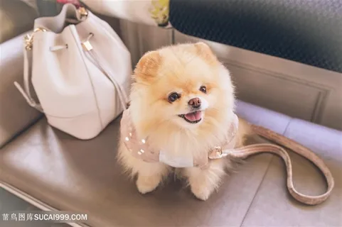可爱狗狗图片 可爱狗狗图片