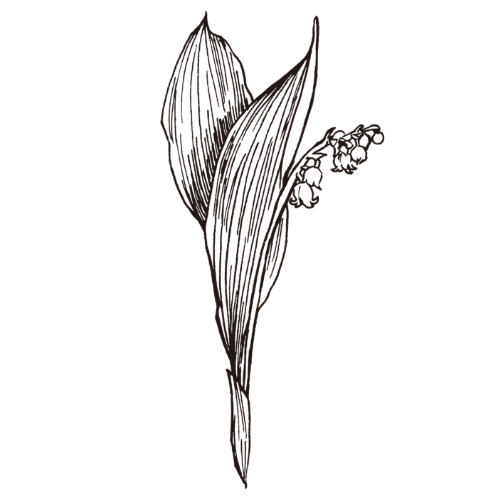 线条草本花卉手绘植物-铃兰