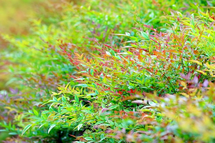 秋季植物叶子图片