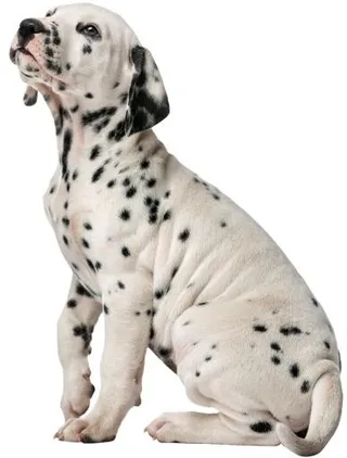 达尔马提亚小狗 PNG免抠