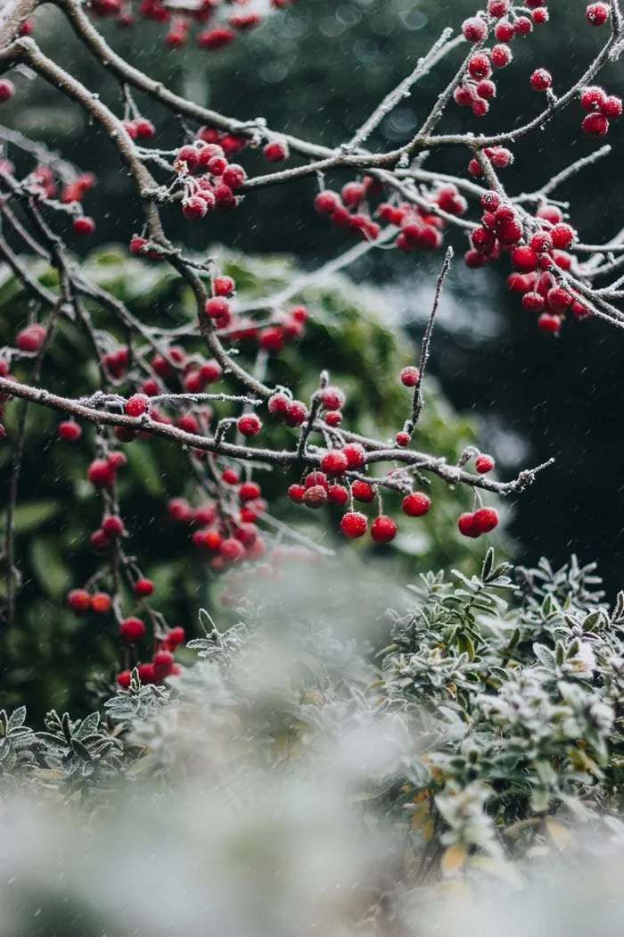 植物, 树叶, 生长, 树, 自然, 绿色 红色