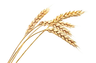 麦子黄色现代农业