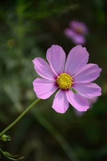 阳光下的波斯菊