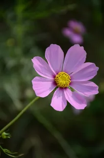阳光下的波斯菊 阳光下的波斯菊