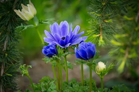 蓝色海葵花开图片 蓝色海葵花开图片