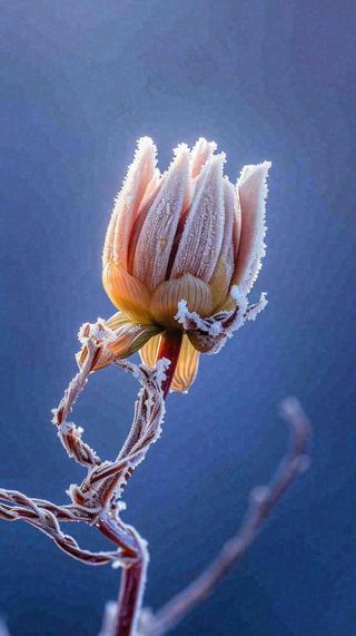 冬天白霜覆盖的植物立冬霜降小雪大雪冬至摄影图