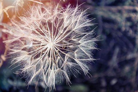 唯美蒲公英鲜花图片