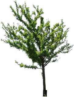 高清树木素材 免抠PSD植物素材 美术绘画园林贴图 树草灌木花草