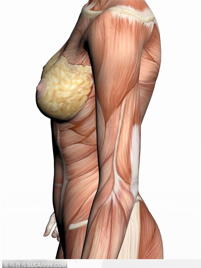 人体肌肉骨骼-女性身躯肌肉侧面