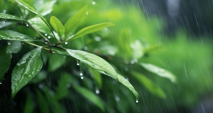 下雨天树叶绿色背景