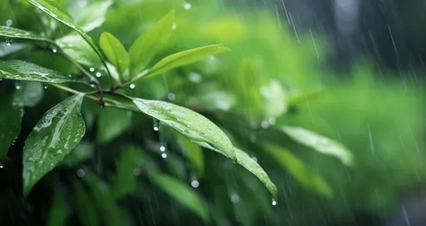 下雨天树叶绿色背景