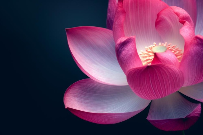 粉色唯美莲花大气背景