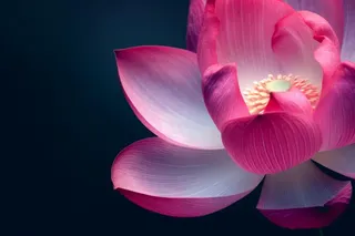 粉色唯美莲花大气背景