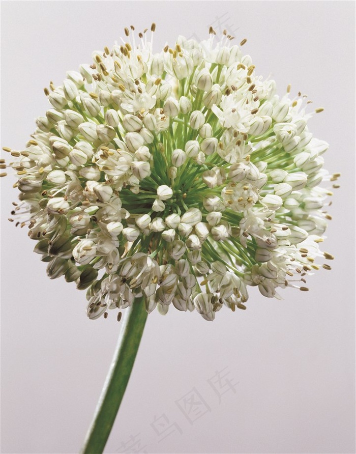 唯美白色花朵图片