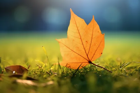 秋天黄色落叶掉落在草坪上摄影图 秋天黄色落叶掉落在草坪上摄影图