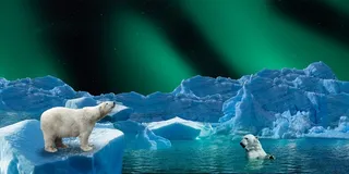 冬天北极熊背景风景