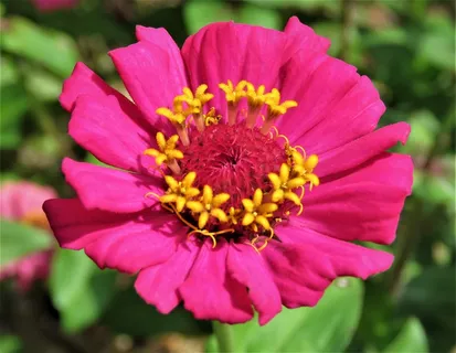 百日草花朵微距图片 百日草花朵微距图片