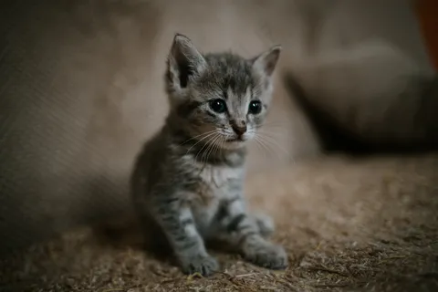 可爱狸花猫幼猫图片 可爱狸花猫幼猫图片