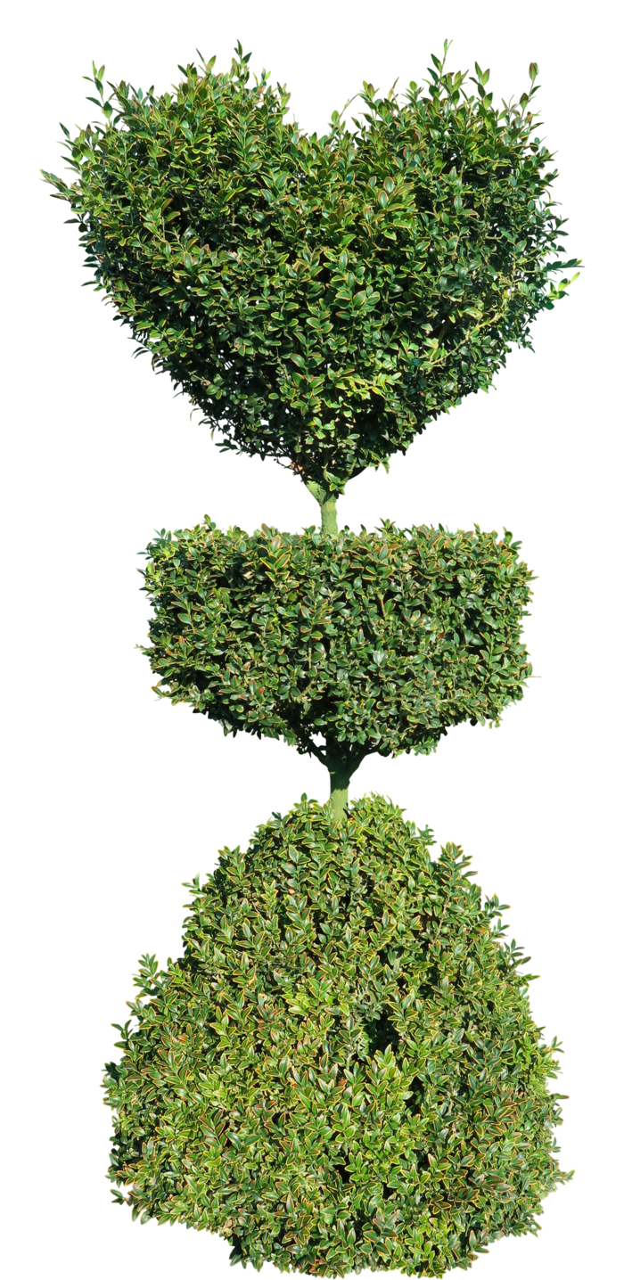 高清树木素材 免抠PSD植物素材 美术绘画园林贴图 树草灌木花草