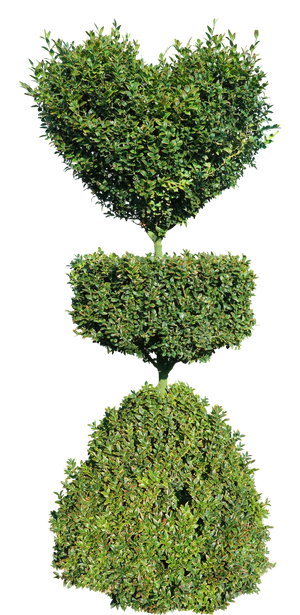 高清树木素材 免抠PSD植物素材 美术绘画园林贴图 树草灌木花草