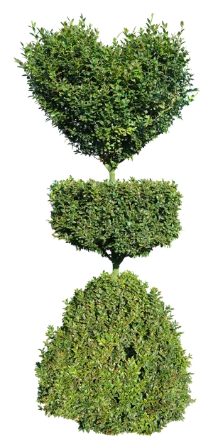 高清树木素材 免抠PSD植物素材 美术绘画园林贴图 树草灌木花草 高清树木素材 免抠PSD植物素材 美术绘画园林贴图 树草灌木花草
