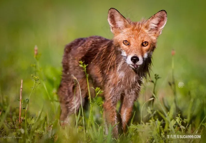 消瘦的野生狐狸图片