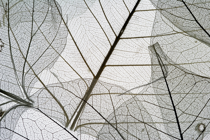 树叶简约插画