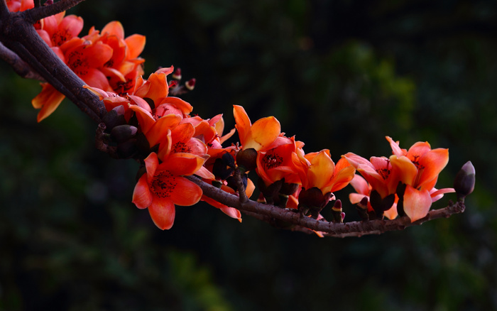 红色木棉花图片