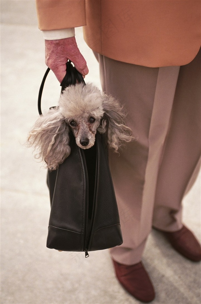 狗摄影摄影图片