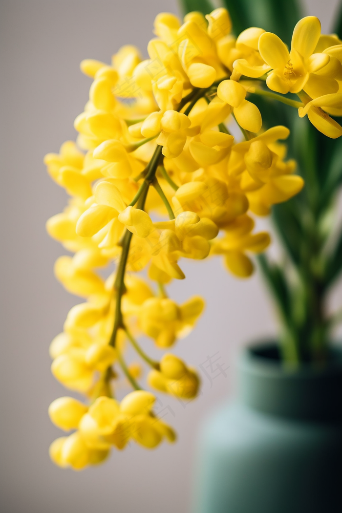 黄色小花鲜花摄影图(2688x4032)