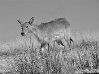沼泽羚羊黑白图片
